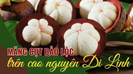 Măng cụt Bảo Lộc trên cao nguyên Di Linh