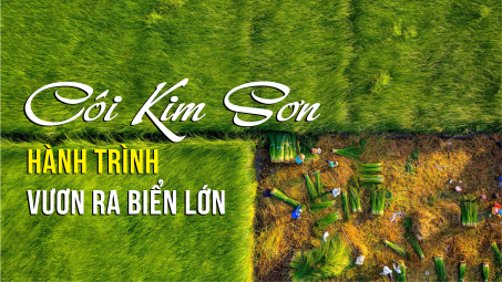 Cói Kim Sơn - Hành trình vươn ra biển lớn