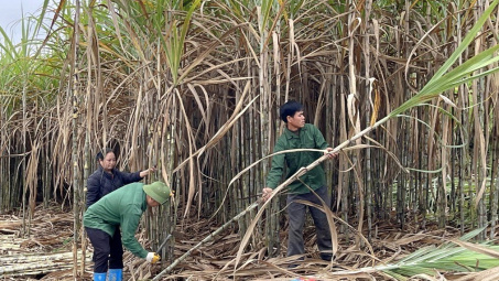 Mía đường Cao Bằng (CBS): Dự kiến giá đường sẽ neo cao nhưng lo ngại bị tranh mua vùng nguyên liệu