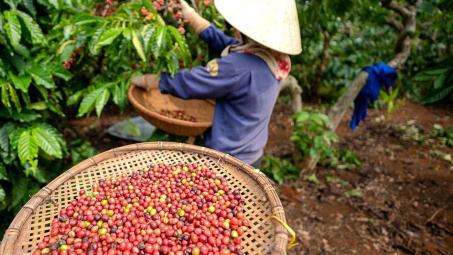 Giá cà phê hôm nay 29/9: Các thị trường nhập khẩu lớn đang tăng tiêu thụ cà phê chế biến
