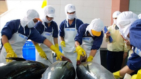 Xuất khẩu cá ngừ đóng hộp sang Hàn Quốc tăng gần 500%