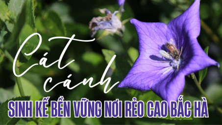 Cát cánh - Sinh kế bền vững nơi rẻo cao Bắc Hà