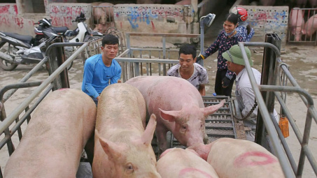 Giá heo hơi hôm nay 30/9: Nguồn cung tháng 9 tăng lên, giá tiếp tục giảm sâu