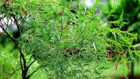 Những lưu ý quan trọng khi dùng lá đinh lăng để chữa bệnh