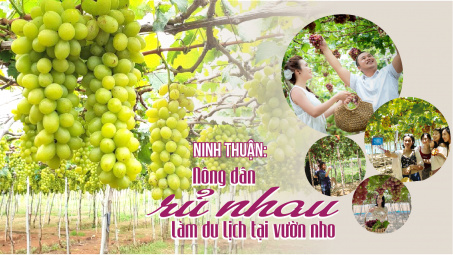 Ninh Thuận: Nông dân rủ nhau làm du lịch tại vườn nho