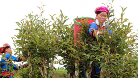 Ứng dụng khoa học công nghệ ở vùng cao