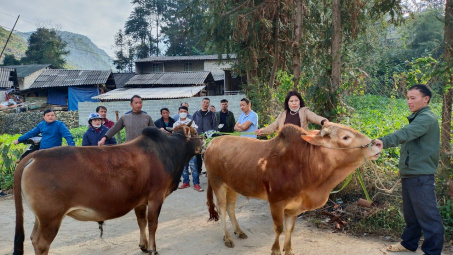Mèo Vạc phát triển đàn bò hàng hoá