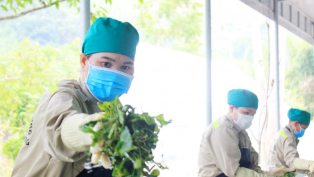 Khuyến công Nghệ An: Giúp nâng cao giá trị sản phẩm từ cây dược liệu