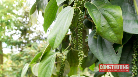 Giá tiêu hôm nay 6/9: Lo ngại sản lượng tiêu Việt Nam sẽ giảm đáng kể thời gian tới