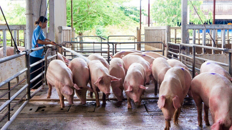Giá heo hơi hôm nay 7/9: Tiếp tục tăng, nguồn cung heo hơi cuối năm liệu có thiếu hụt?