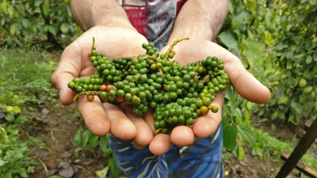 Giá tiêu hôm nay 7/9: Trung Quốc đẩy mạnh thu mua tiêu Việt Nam