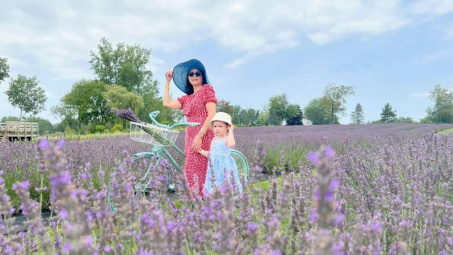 Bí mật oải hương - lavender