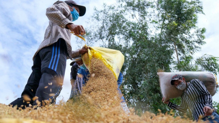 Nhu cầu từ Philippines chậm lại, giá gạo xuất khẩu giảm ngày thứ hai liên tiếp