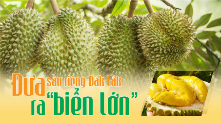 Đưa sầu riêng Đắk Lắk ra "biển lớn"