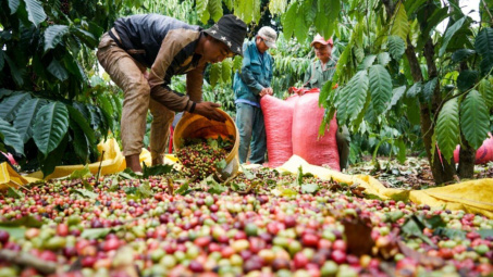 Giá cà phê hôm nay 8/9: Thị trường trong nước và thế giới đồng loạt giảm mạnh