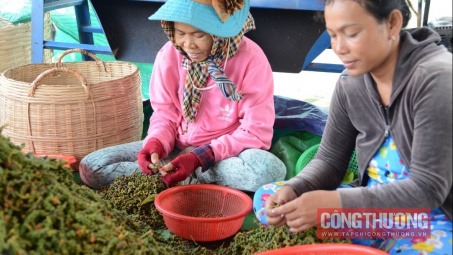 Giá tiêu hôm nay 9/9: Nhập khẩu tiêu từ Campuchia tăng vọt hơn 60%