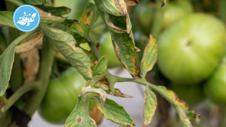 Hoạt tính kháng nấm bệnh thực vật fusarium oxysporum của nano đồng