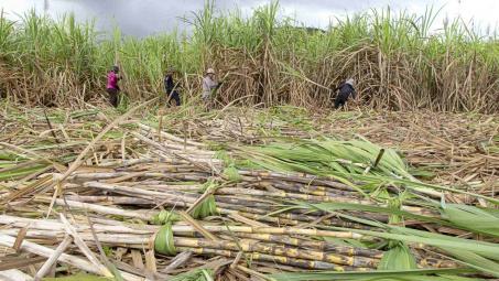 Lãi ròng tăng vọt, Phó Chủ tịch Mía đường Lam Sơn muốn mua 3 triệu cổ phiếu LSS