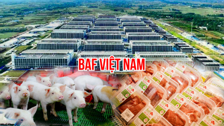 BaF Việt Nam (BAF): Hé lộ vũ khí chiến lược giúp đạt mục tiêu 10 triệu heo thương phẩm