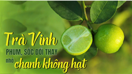 Trà Vinh: Phum, sóc đổi thay nhờ chanh không hạt