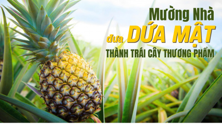 Mường Nhà: Đưa dứa mật thành trái cây thương phẩm
