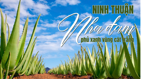 Ninh Thuận: Nha đam phủ xanh vùng cát trắng
