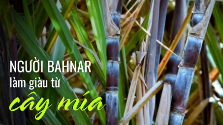 Người Bahnar làm giàu từ cây mía