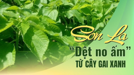 Sơn La: “Dệt no ấm” từ cây gai xanh