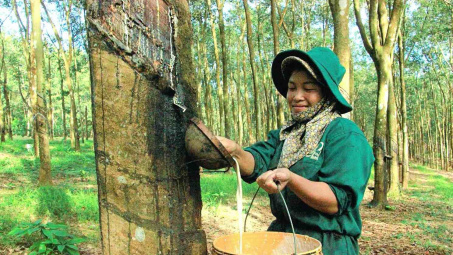 Giá bán mủ cao su ước tăng 24%, Cao su Việt Nam (GVR) có thể tăng kế hoạch kinh doanh