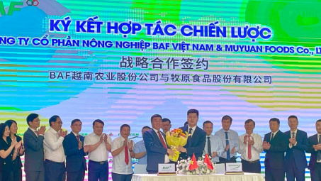 Muyuan - Đối tác Chiến lược của BaF Việt Nam (BAF) có tiềm lực như nào?