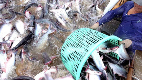 Cước tàu biển “ăn mòn” lãi, Thủy sản Nam Việt (ANV) cách xa mục tiêu kinh doanh cả năm