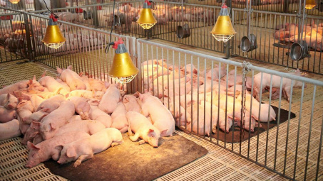 Tập đoàn Dabaco (DBC) có thể thu về hơn 1.000 tỷ đồng từ mảng vaccine thú y