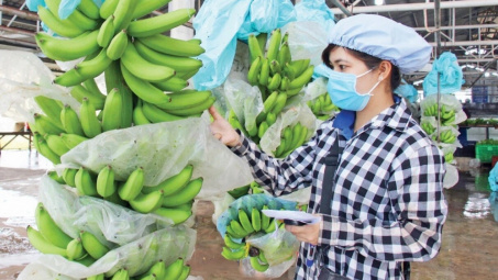 Khoe có 9.000 ha trái cây, Hoàng Anh Gia Lai (HAG) tự tin nông nghiệp tuần hoàn sẽ giúp thoát lỗ