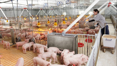 Công suất mảng chăn nuôi của Tập đoàn Dabaco (DBC) sắp tăng thêm 25%