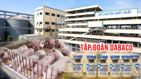 Tập đoàn Dabaco (DBC): Sẽ nâng đàn heo thịt lên mức 1,5 triệu con, nhiều đối tác quan tâm vacci ASF