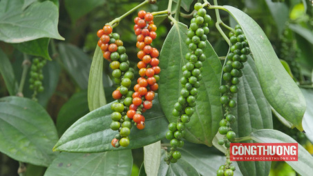 Giá tiêu hôm nay 31/10: Đại gia Trung Đông tăng cường mua tiêu Việt