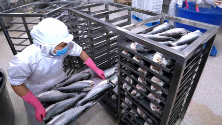 Thủy sản Nam Việt (ANV) sắp trở thành doanh nghiệp xuất khẩu cá tra lớn nhất sàn chứng khoán