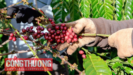 Giá cà phê hôm nay 4/10: Thị trường trong nước và quốc tế đồng loạt giảm sốc