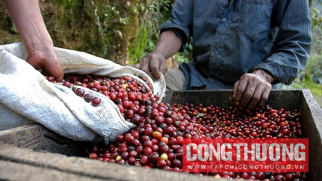 Giá cà phê hôm nay 5/10: Trong nước tiếp tục giảm mạnh 2.500 đồng/kg