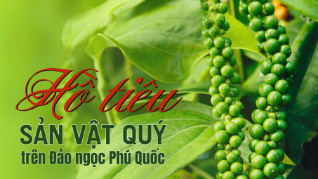 Hồ tiêu - Sản vật trên Đảo ngọc Phú Quốc