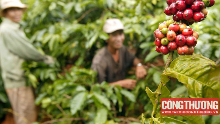 Giá cà phê hôm nay 7/10: Sản lượng có thể thấp nhất 13 năm qua, giá trong nước bật tăng