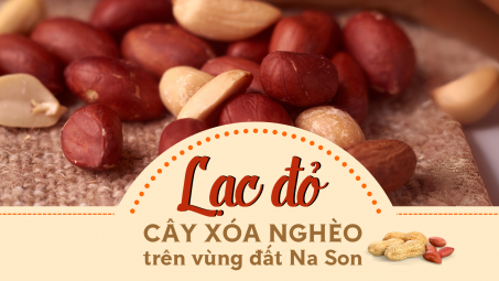Lạc đỏ - Cây xóa nghèo trên vùng đất Na Son