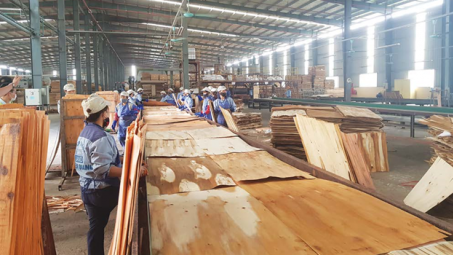 Tiếp tục tạm ngừng chuyển khẩu, tạm nhập gỗ dán vào Việt Nam để tái xuất sang Hoa Kỳ