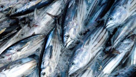 Bình Định: Đề nghị xem xét quy định kích thước được phép khai thác đối với cá ngừ vằn