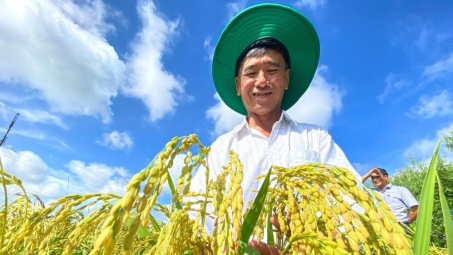 Phân bón Bình Điền: Giúp người nông dân làm chủ cánh đồng lúa thông minh