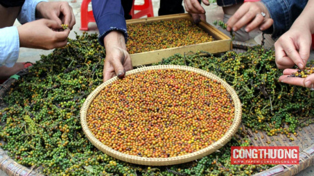 Giá tiêu hôm nay 16/11: Sắp vào vụ thu hoạch, giá tiêu có thể biến động