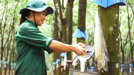 Giá cao su neo cao, Cao su Phước Hòa (PHR) sắp chia cổ tức tiền mặt 30%