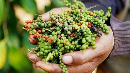 Giá tiêu hôm nay 20/11: Nhu cầu yếu, xuất khẩu tiêu Việt Nam tiếp tục chậm lại