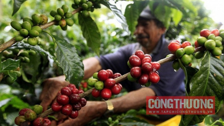 Giá cà phê hôm nay 2/11: Trong nước liên tục giảm giá, mất tới 14.000 đồng/kg sau 1 tháng