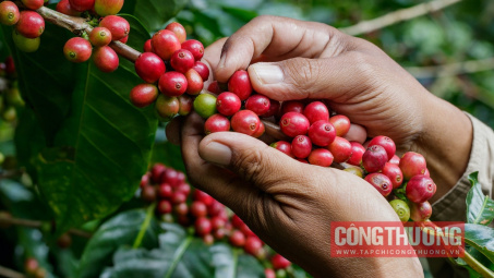 Giá cà phê hôm nay 21/11: Dự báo sản lượng cà phê giảm 10-15%